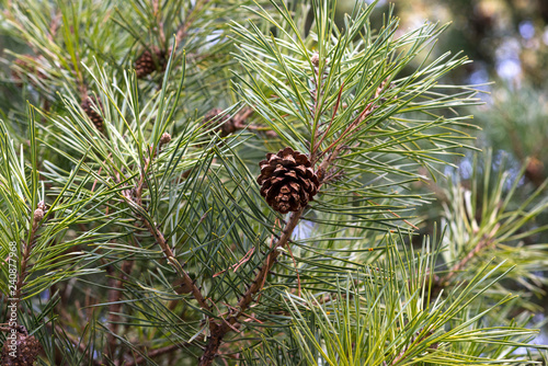 Pine tree closeup