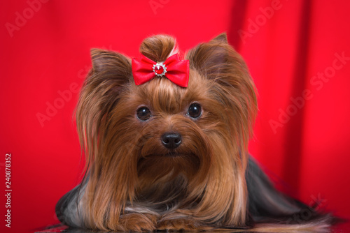 Dog breed Yorkshire Terrier on a red background.