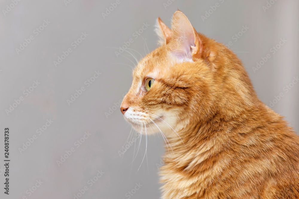 Fluffy red cat side view in profile close-up Stock Photo | Adobe Stock