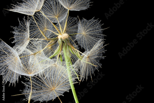 Fototapeta Naklejka Na Ścianę i Meble -  Close-up of a Dandelion isolated on black background. Germany