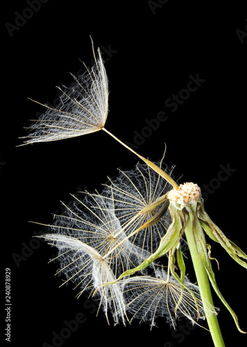 Fototapeta Naklejka Na Ścianę i Meble -  Close-up of a Dandelion isolated on black background. Germany