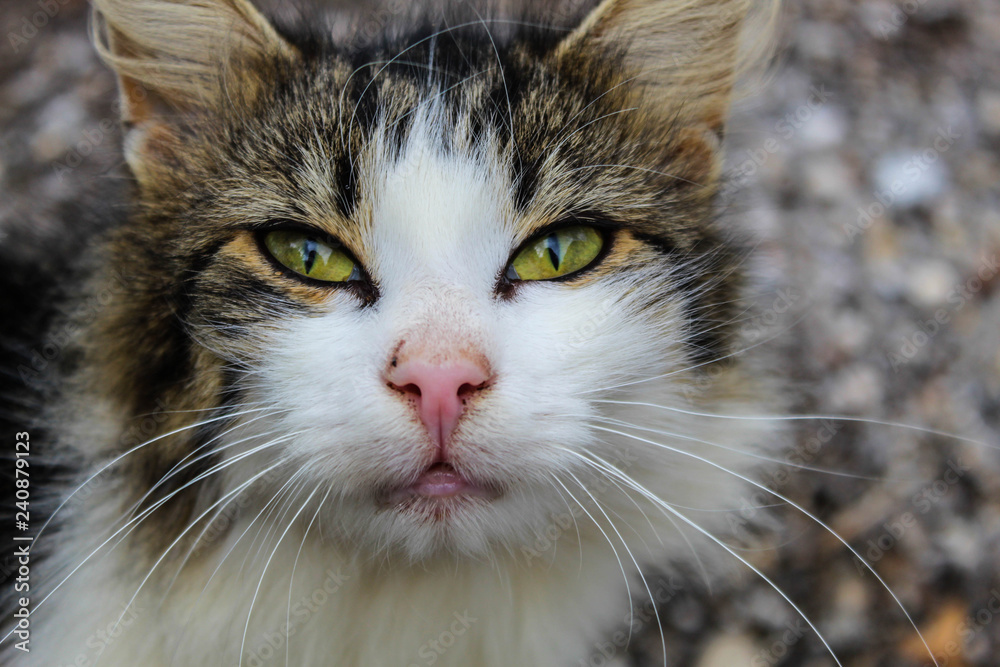 Cat Face with beautiful green eyes Cat Face with beautiful green eyes