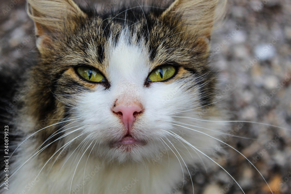 Cat Face with beautiful green eyes