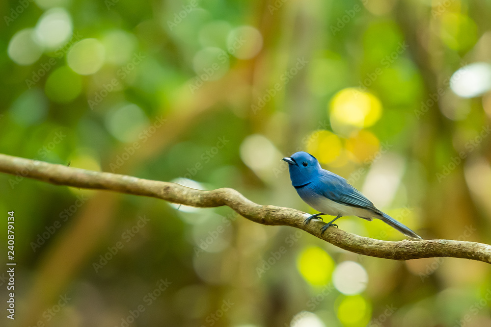Fototapeta premium A colorful bluish Black-naped Monarch on a liana branch