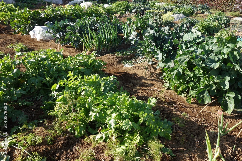 Obraz premium 冬の菜園