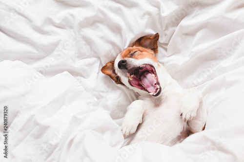cute dog sleeping and yawning on bed, white sheets.morning