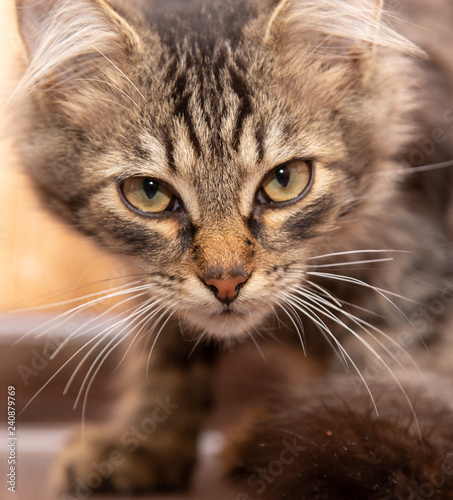 Portrait of a Maine Coon kitten