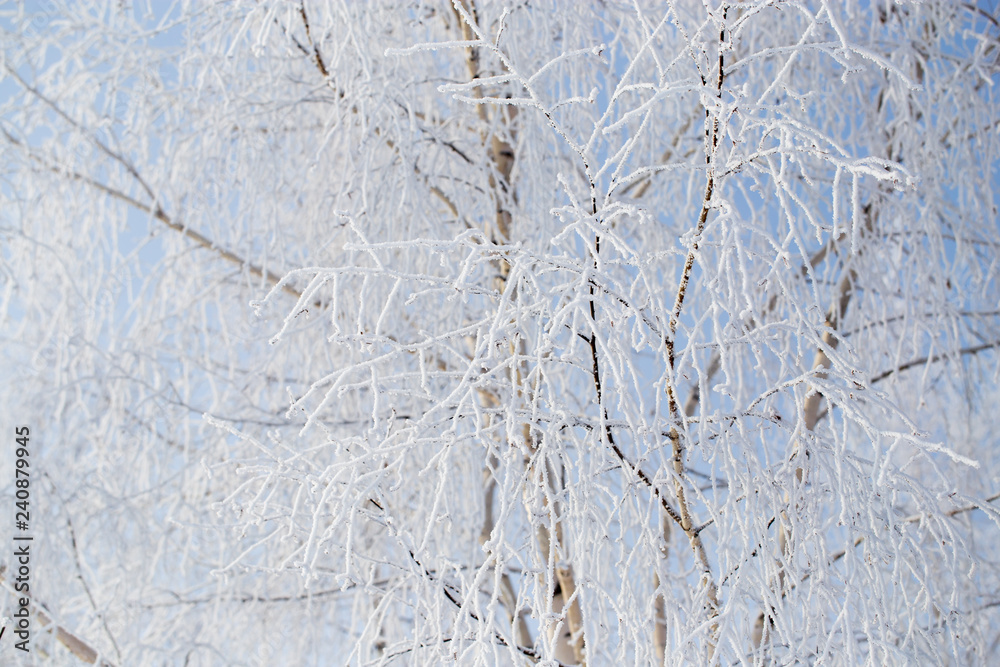Frozen branches on a tree against a blue sky Frozen branches on a tree against a blue sky