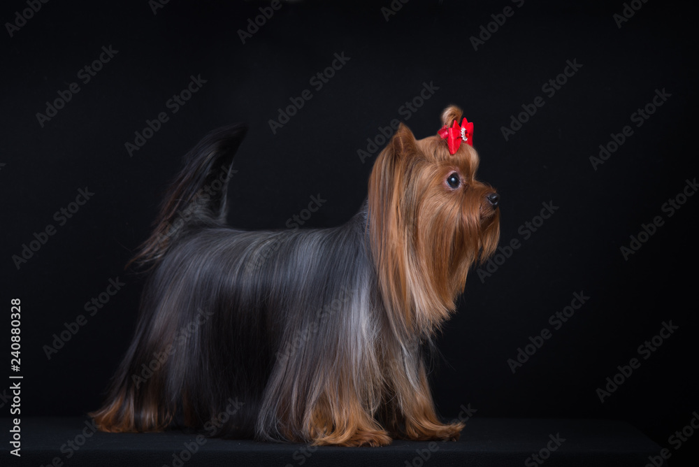 Naklejka premium Dog breed Yorkshire Terrier on a black background.