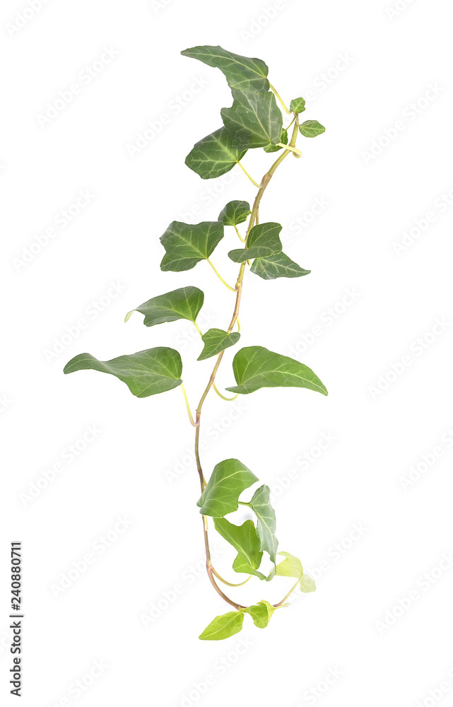 ivy leaves isolated on a white background ivy leaves isolated on a white background