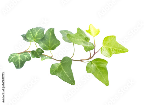 ivy leaves isolated on a white background