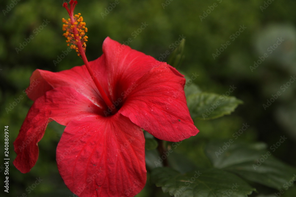 Hibiscus flower