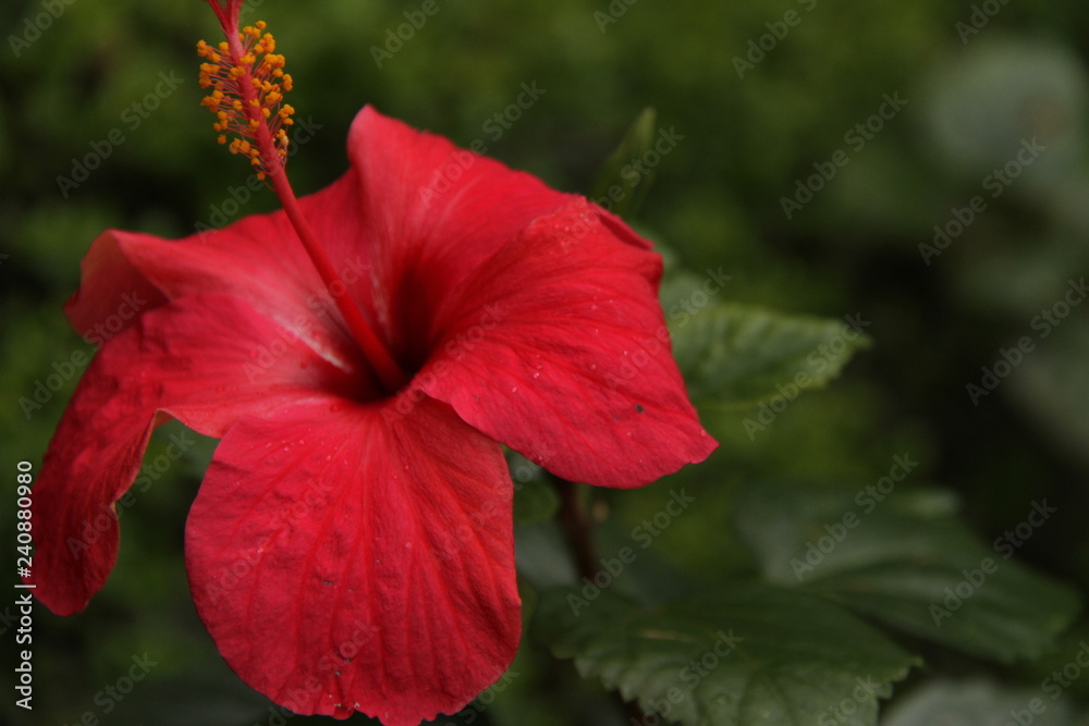 Hibiscus flower