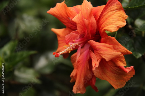 Obraz na płótnie Hibiscus flower w salonie