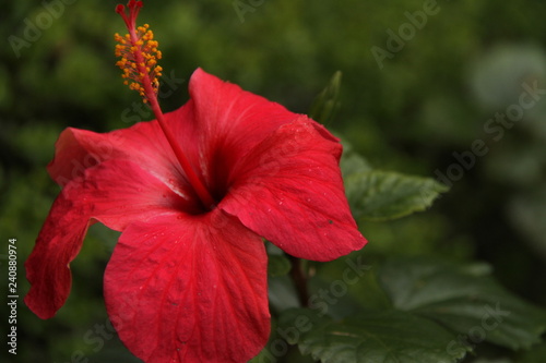 Obraz na płótnie Hibiscus flower w salonie