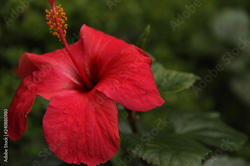 Obraz na płótnie Hibiscus flower w salonie