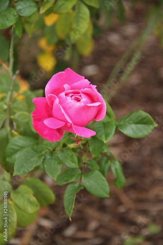 Obraz na płótnie Rose w salonie