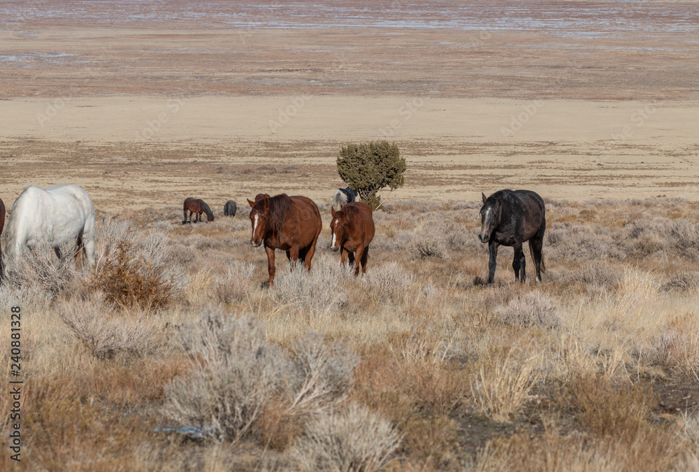 Herd of Wild Horses in the Utah Desert in Winter Herd of Wild Horses in the Utah Desert in Winter