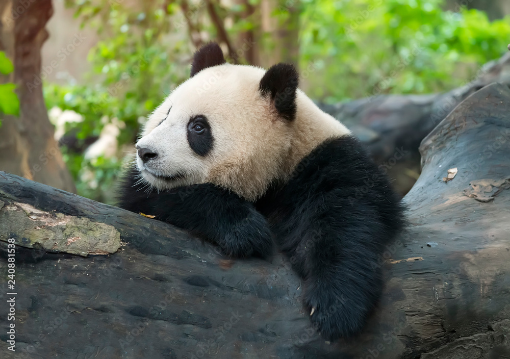 Obraz premium Giant panda eating bamboo,Wild Animals.