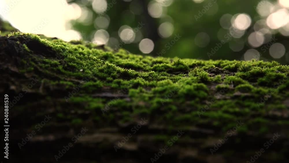 Fallen tree with moss in the forest. Beautiful landscape Fallen tree with moss in the forest. Beautiful landscape