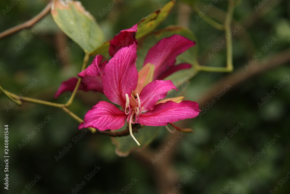 Flowers
