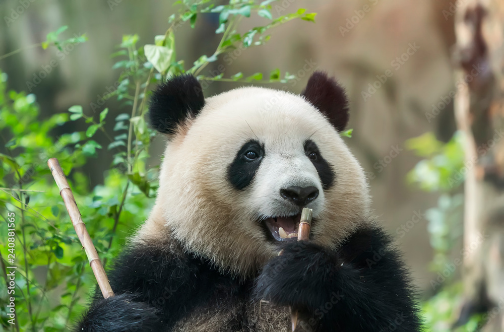 Fototapeta premium Wielka panda jedząca bambus, dzikie zwierzęta.