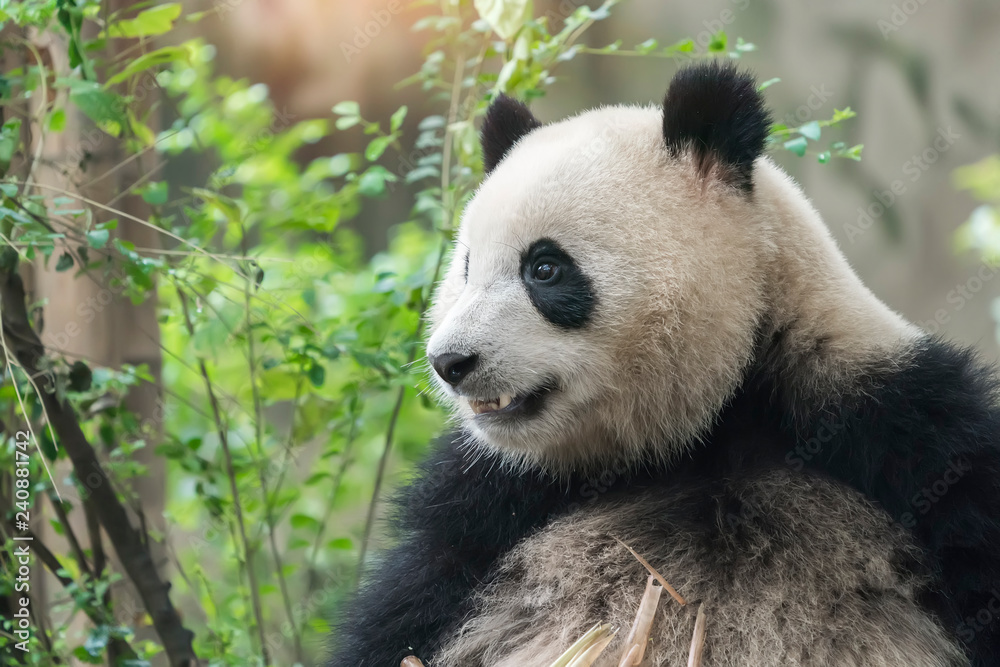 Fototapeta premium Wielka panda jedząca bambus, dzikie zwierzęta.