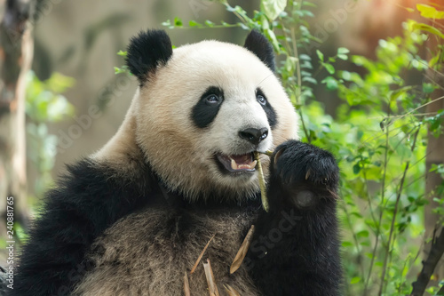 Fototapeta Naklejka Na Ścianę i Meble -  Giant panda eating bamboo,Wild Animals.