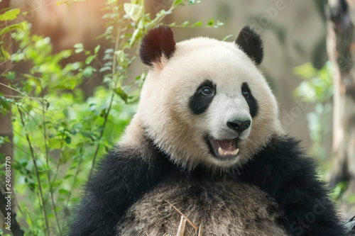 Giant panda eating bamboo Wild Animals.