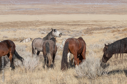 Herd of Wild Horses in the Utah Desert in Winter