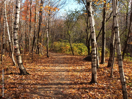 forêt d'automne, ensoleillé, Québec, Canada