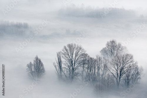 Panorama sulla foresta con nebbia al mattino photo