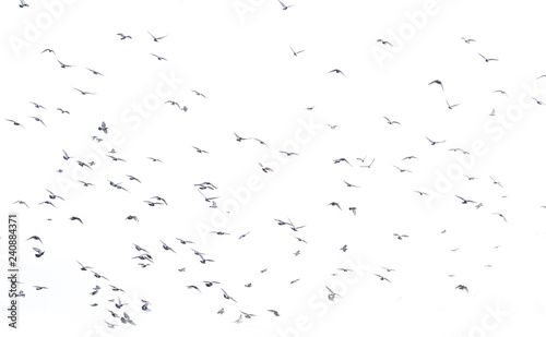a flock of flying birds © tope007