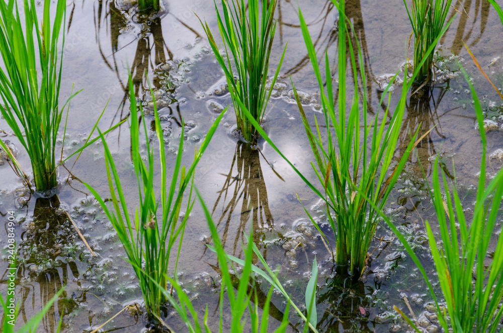 rice field macro rice field macro