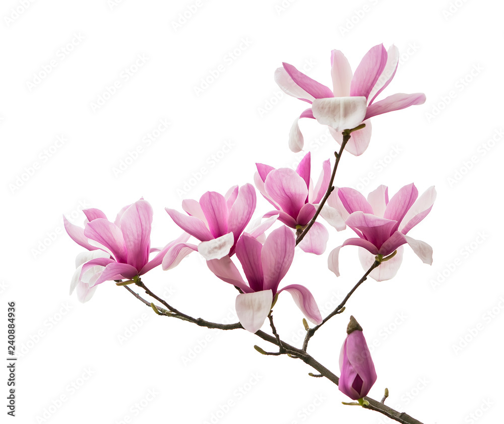Fototapeta premium Pink magnolia flowers isolated on white background