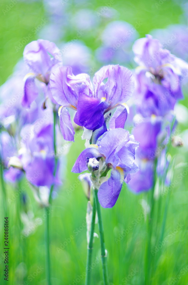 Fototapeta premium purple bearded iris flowers on a bright colored background