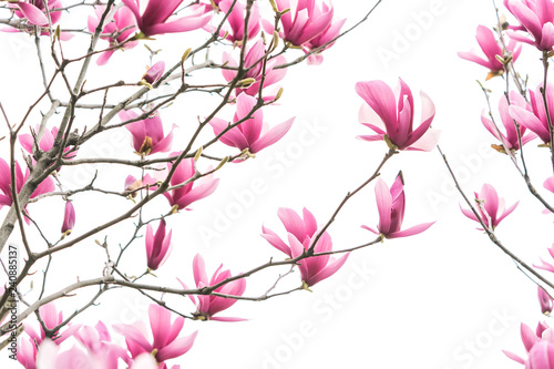 Pink magnolia flowers isolated on white background