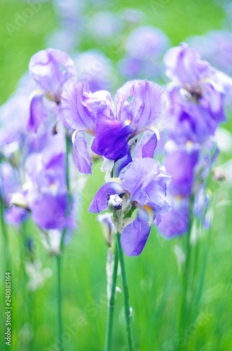 Fototapeta Naklejka Na Ścianę i Meble -  purple bearded iris flowers on a bright colored background