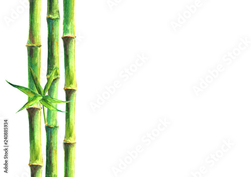 Bamboo forest spa background. Watercolor hand drawn green botanical illustration with space for text