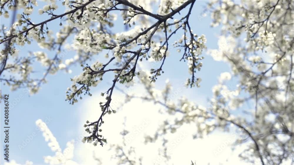 Branches of the cherry blossoms closeup view from below up against the sky, tracking focus. Real time, natural light, spring, warmth. Branches of the cherry blossoms closeup view from below up against the sky, tracking focus. Real time, natural light, spring, warmth.