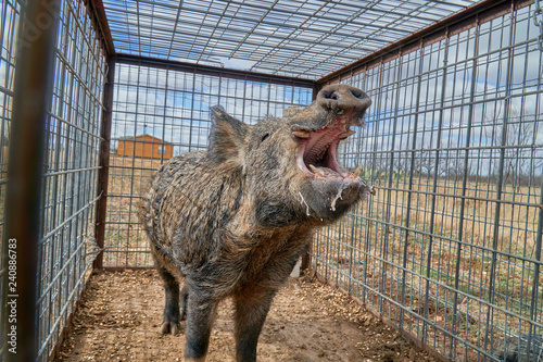 Wild boars caught in a box trap