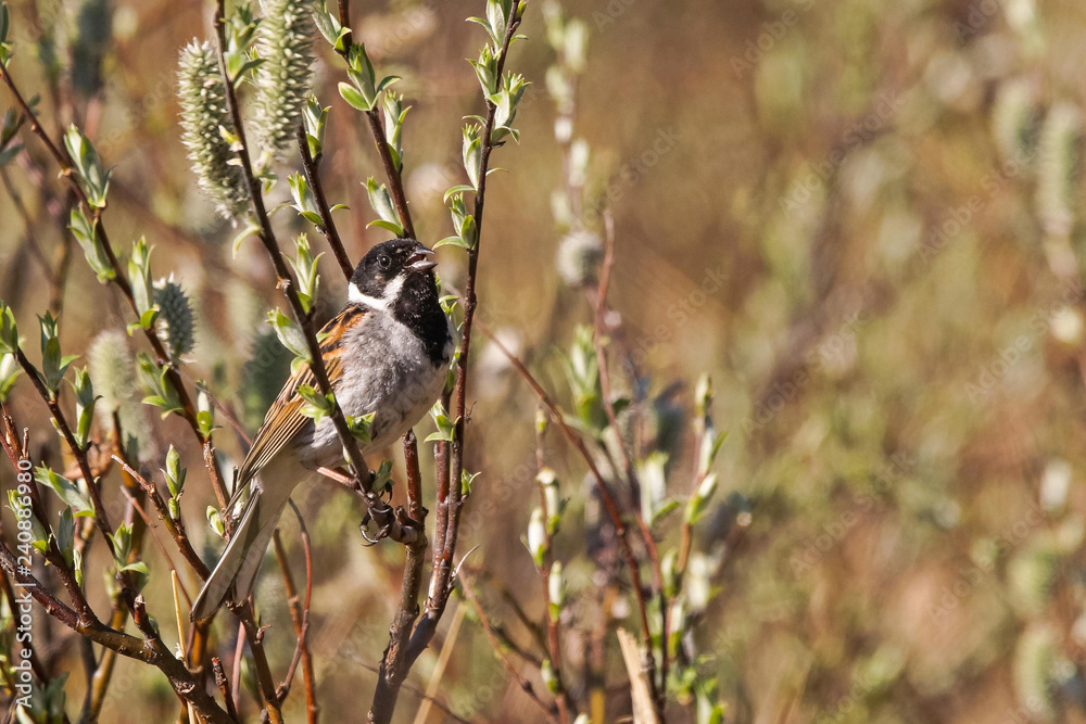 Naklejka premium Reed Bunting