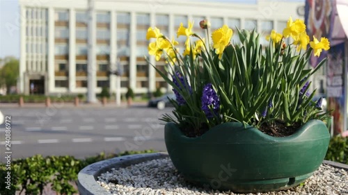 Blooming hyacinths and daffodils on the background of the roadway. On a wide multi-lane road ride cars on the background of a multi-storey building. Real time, natural light, General view, smooth came