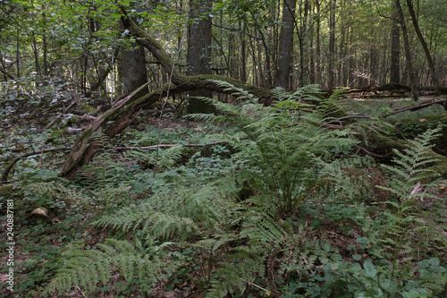 Hornbeam tree deciduous stand