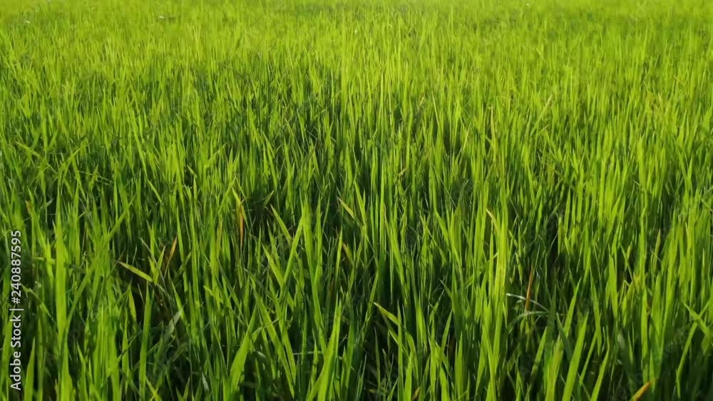 Aerial drone view flying low over green fresh rice seedlings in a paddy field in Asia; camera then ascends, revealing bushes, m trees, and geometric rice fields. Aerial drone view flying low over green fresh rice seedlings in a paddy field in Asia; camera then ascends, revealing bushes, m trees, and geometric rice fields.