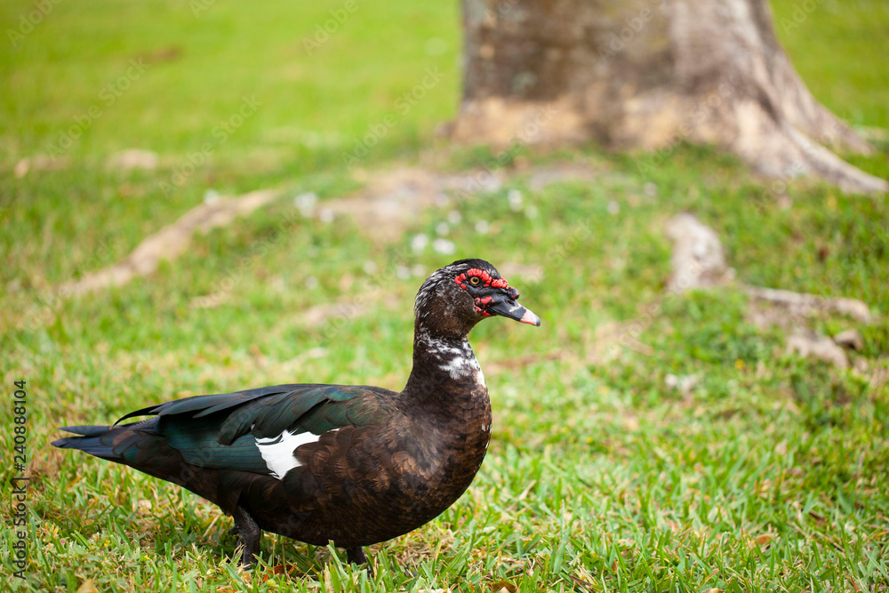 Florida duck in a park with a lake Florida duck in a park with a lake