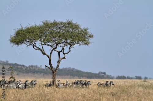 Zebras in der Savanne der Serengeti