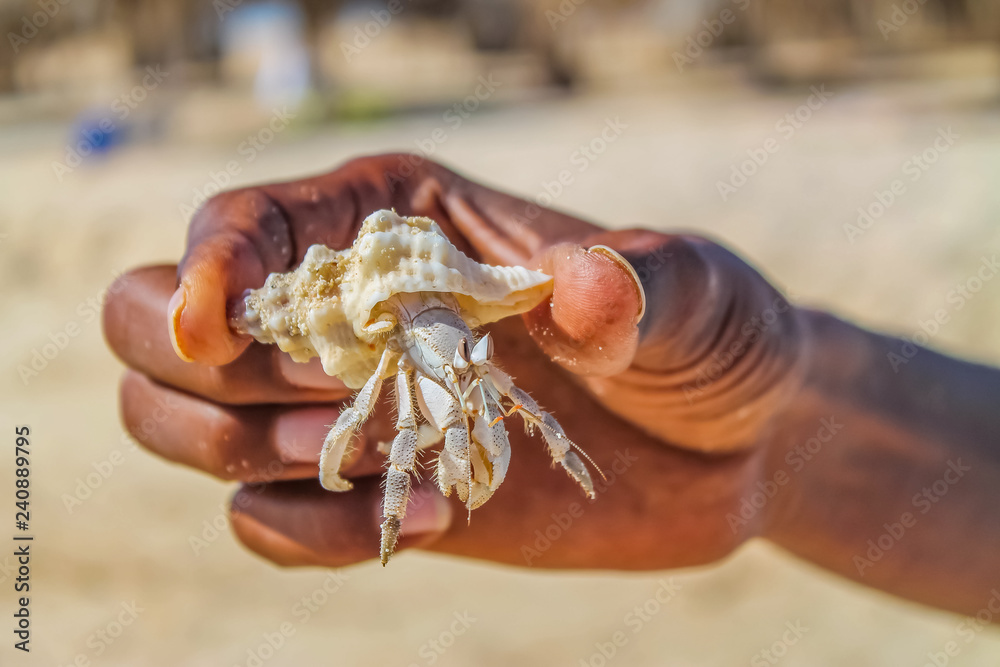 Hand holds crab on a sunny island in the middle of the Red Sea