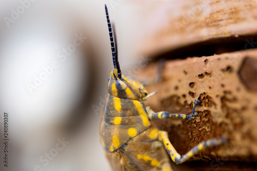 Brown grasshopper in nature, Migratory Bird Locust or Brown Spotted Locust (Cyrtacanthacris tatarica) - Image photo