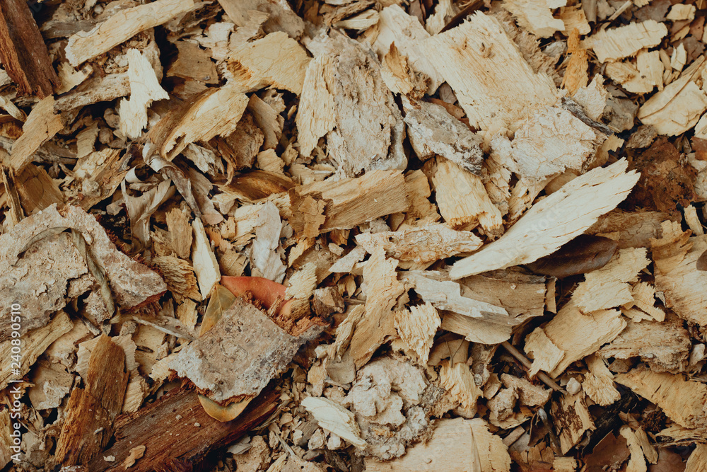 autumn leaves on ground autumn leaves on ground